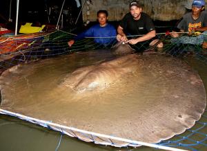 Stingray caught in Thailand’s Mae Klong River could be World’s Largest Freshwate