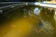 Zika virus spreading rapidly beyond Brazil